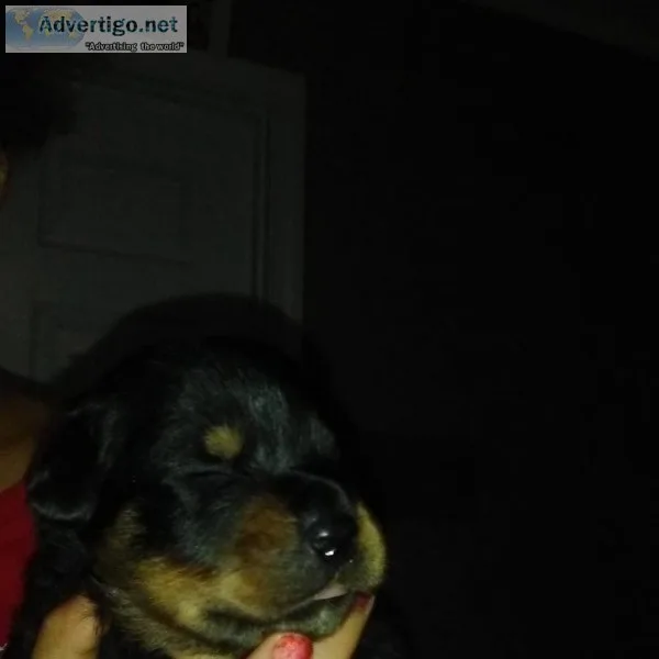 Rottweiler puppies
