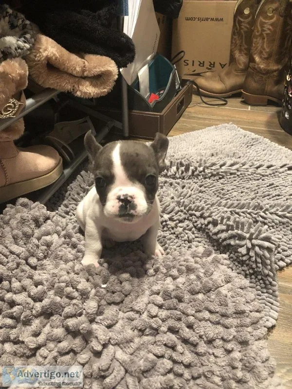 French bulldog puppies
