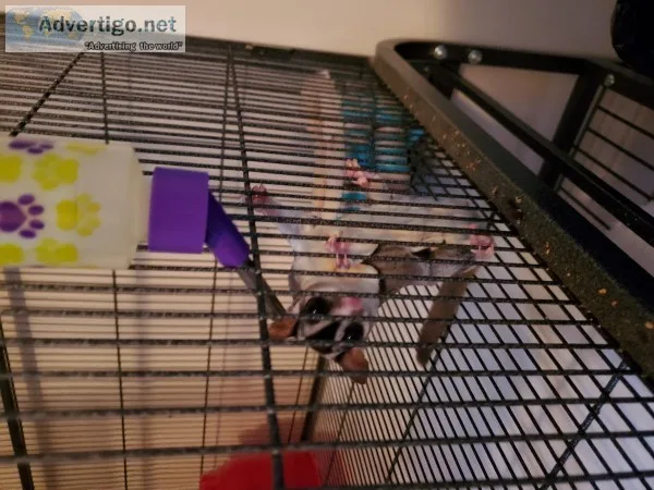 Sugar Glider needing re-homed
