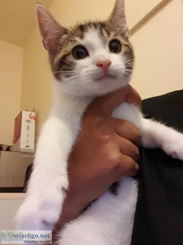 Kitten 6 months old female