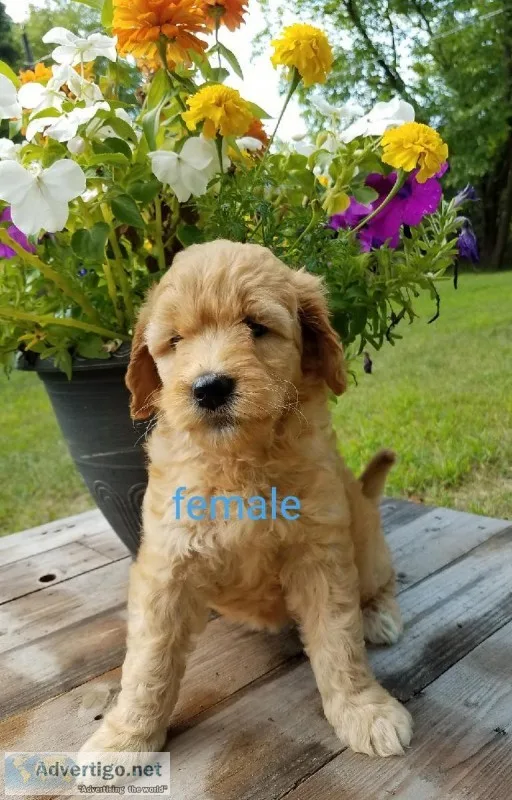 Golden-Doodle 8 weeks old