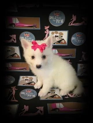 Miniature American Eskimo-Betsy- Female