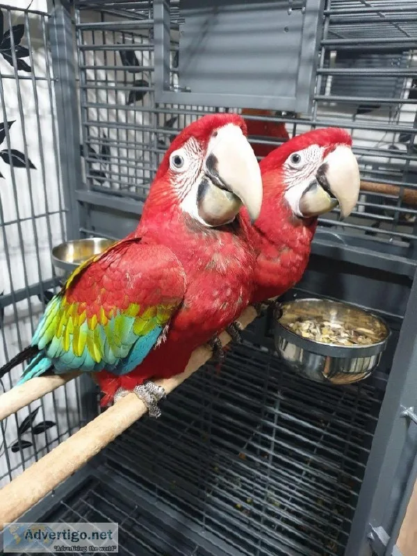 Dynamic Beatifull Green Wing Macaw parrots