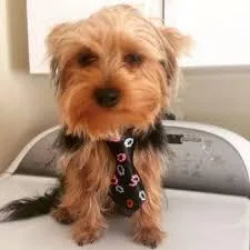 FEMALE YORKIE FOR YOU