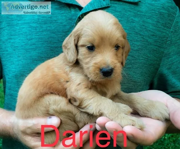Mini Goldendoodles 7 weeks old