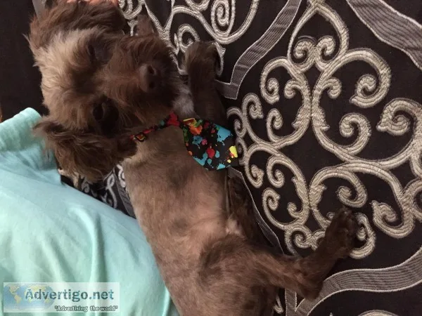 Free miniature poodle and Yorkshire mix