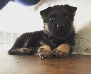 German Shepherd puppy