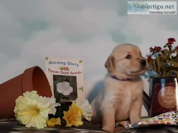 Golden Retriever Pups AKC