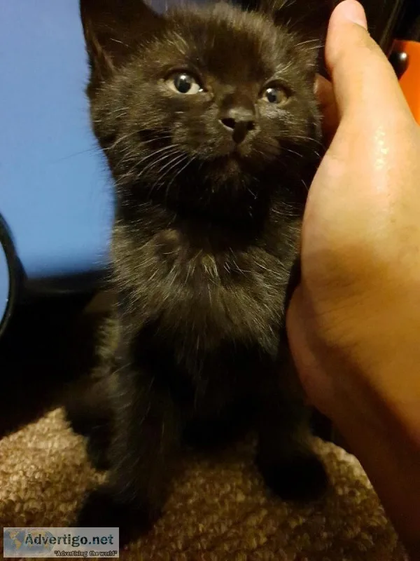 Kitten 8 week old female