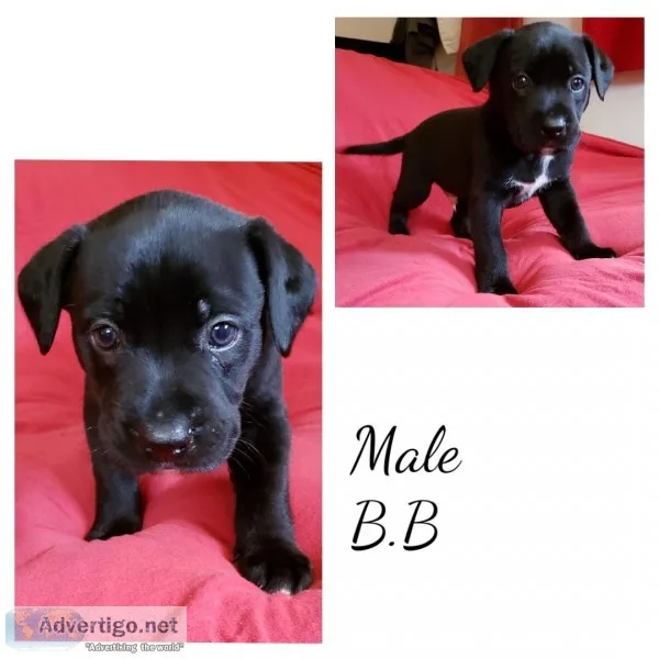 Pitbull Boxer pups