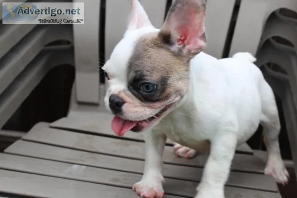 French bulldog and English bulldogs