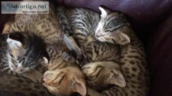 Savannah kittens