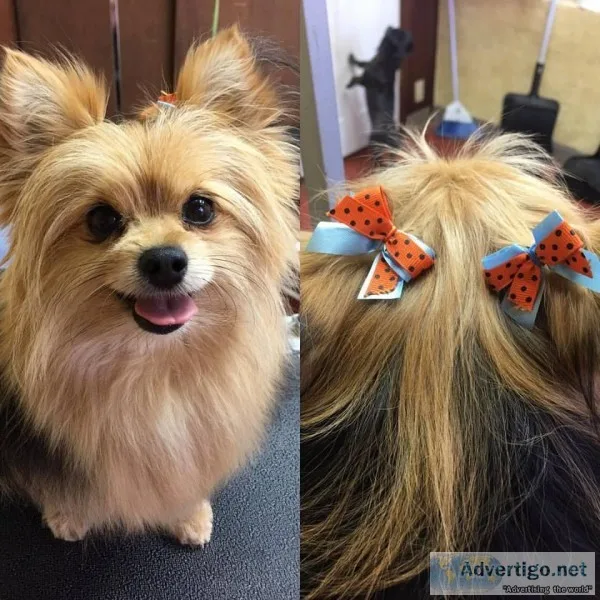 Dog Groomer