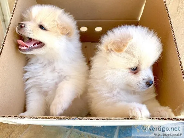 Pomeranian puppies