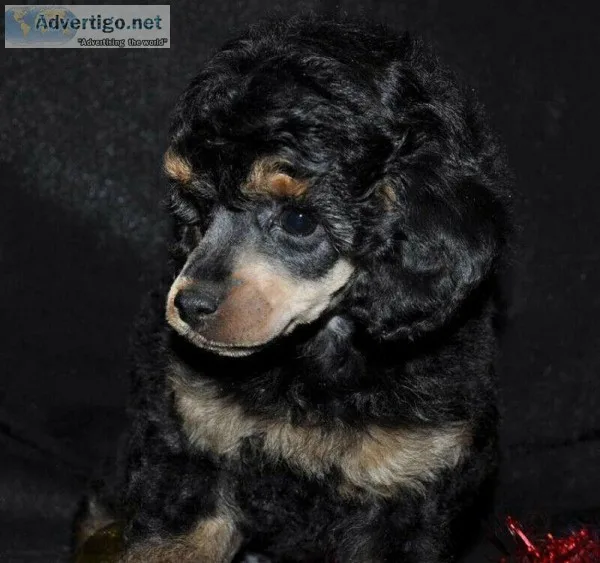 Phantom ToyMiniature Poodle Male