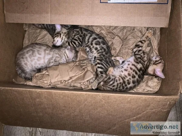 Bengal kittens