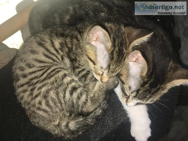 Adorable 8 week old male kittens