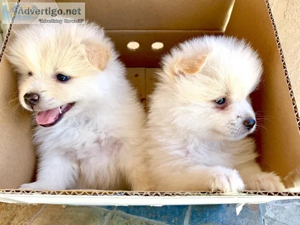 Pomeranian
