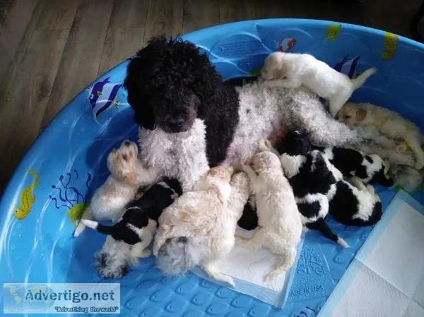 Goldendoodles Multigen