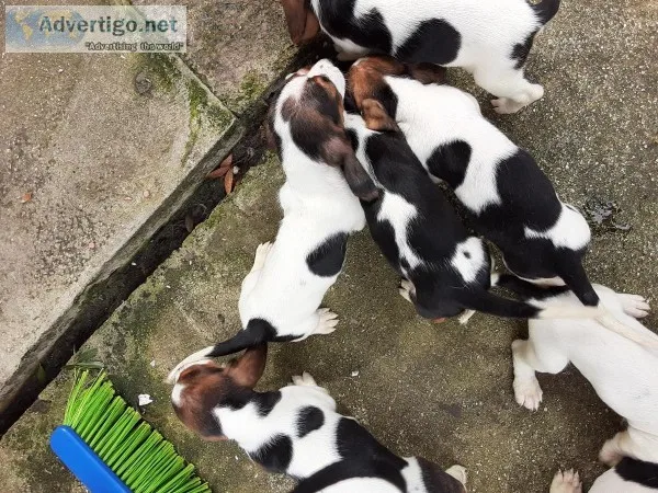 Pure breed basset hound puppies