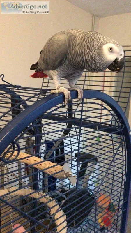 African Grey Parrot