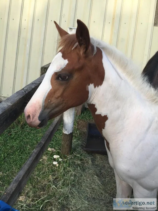Filly for sell