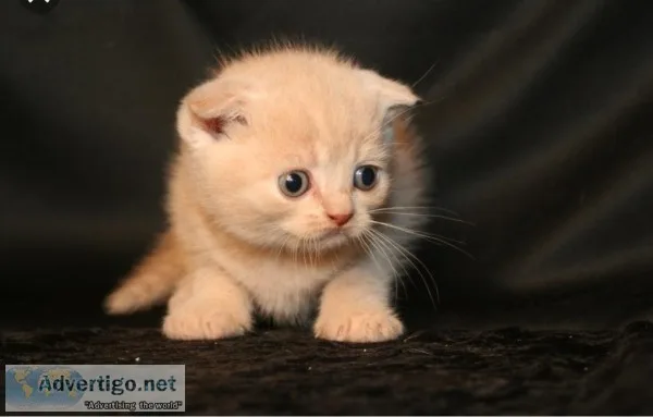 Mochi Cream Scottish Fold Male Kitten