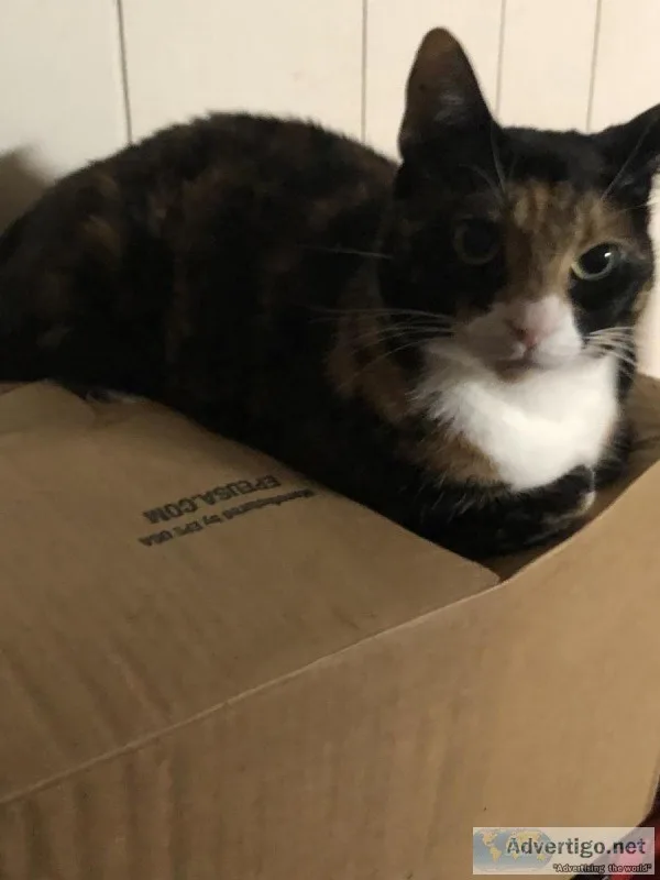 Free Female Cat