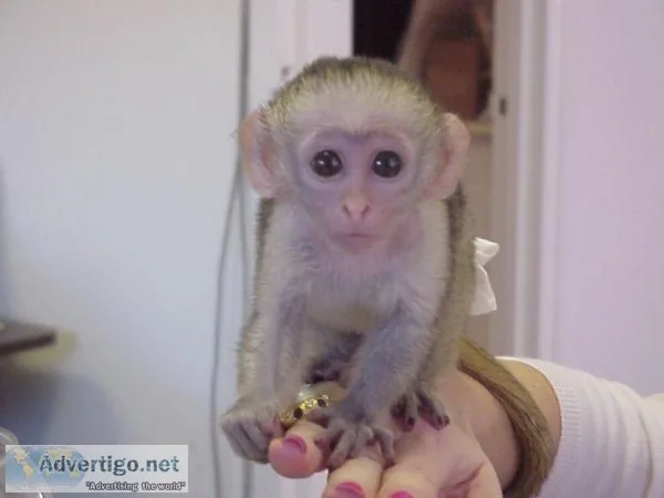 3 months Old Cappuchin Monkey for Sale
