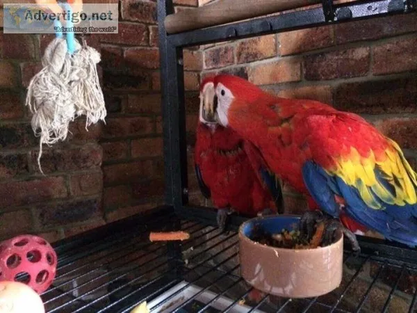 MACOW PARROTS with Eggs 9716013550