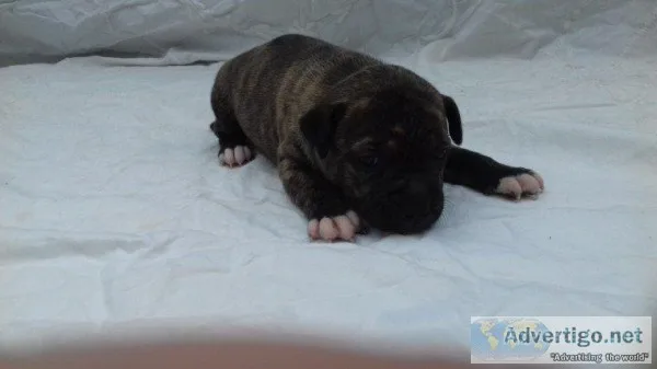 AKC registered Staffordshire Bull Terrier puppies  availabl