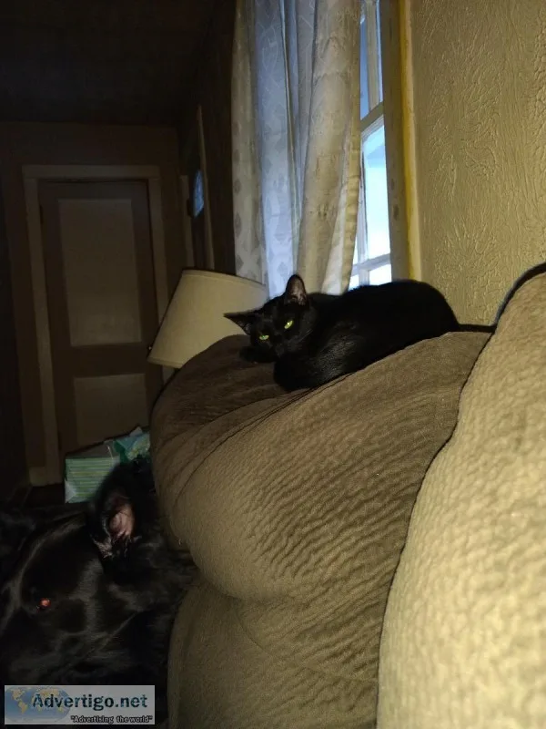 Young Male Fixed Cat