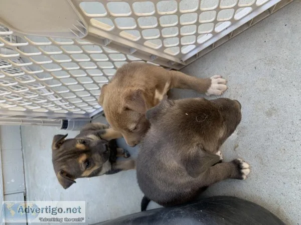 Pitsky puppies for sale to a good home