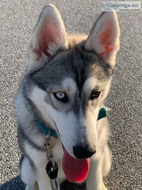 Rehoming Siberian Husky Puppy