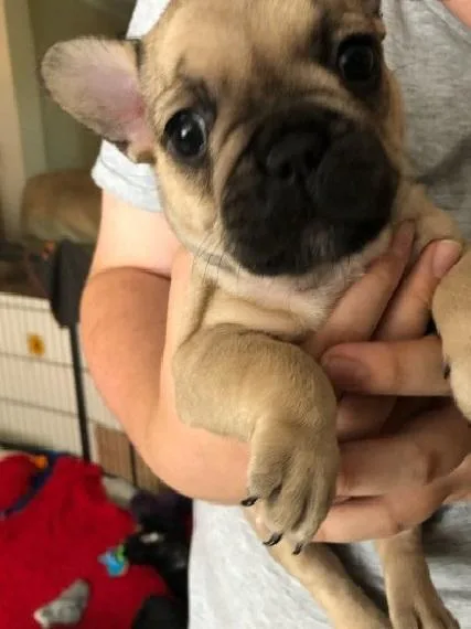 Stunning French Bulldog Puppies ready to live foe adoption