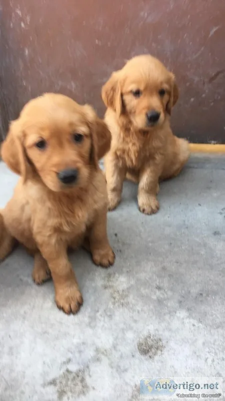 AKC golden retriever puppies