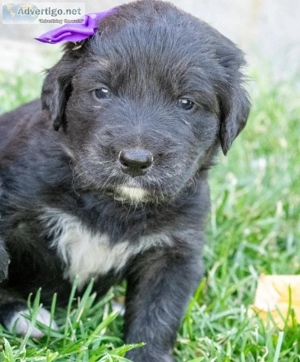 Golden Mountain Puppies