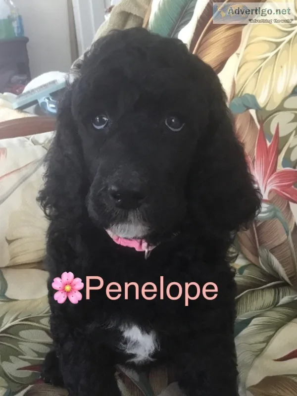 Standard poodle puppies