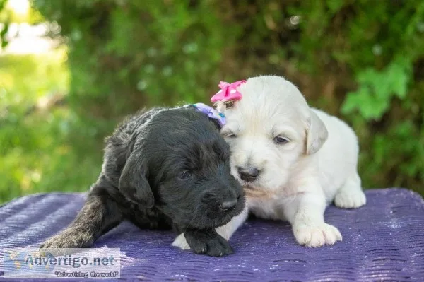 Goldendoodle Puppies