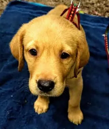 Yellow Labrador male puppies