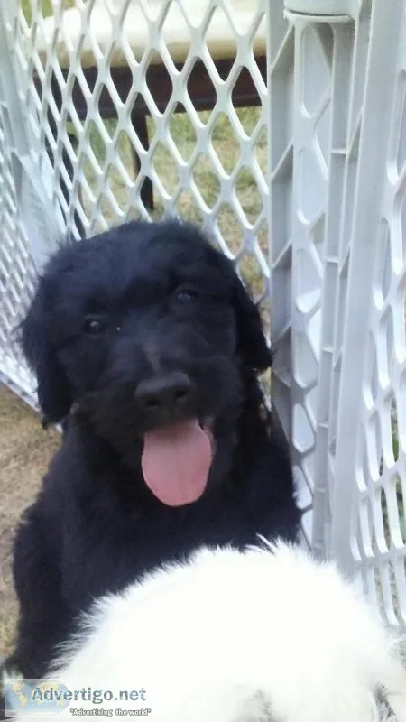 Special F1B Labradoodle