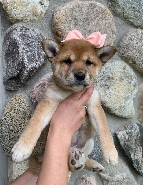 Shih Inu Puppies For Sale Now