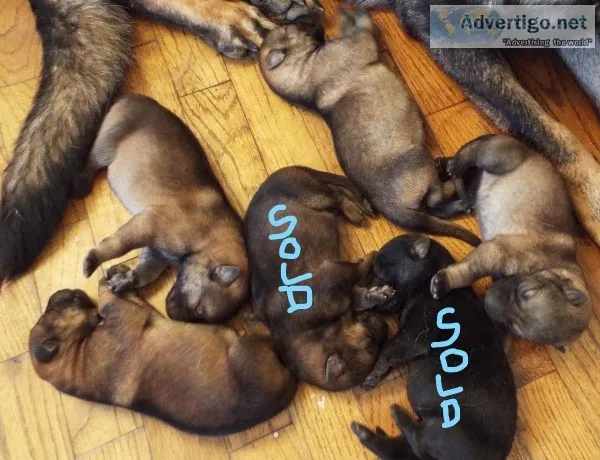 German Shepherd puppies