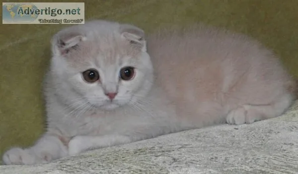 Cream Scottish Fold Kittens