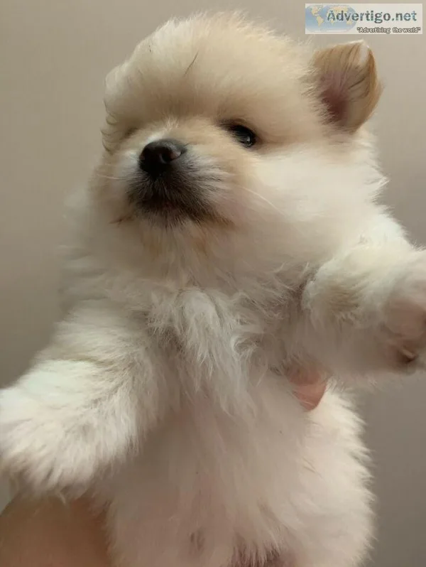 Teddy bear Pomeranian female puppies