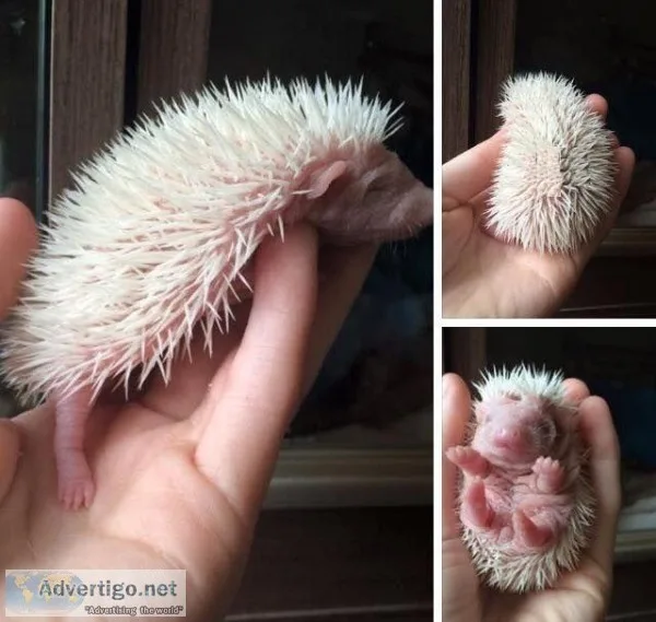 Hedgehog