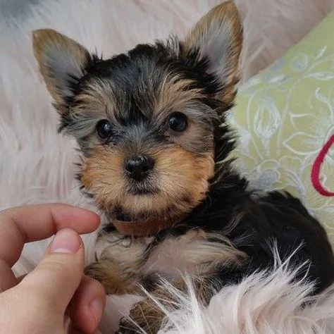 10WEEKS OLD YORKIE PUPPIES AVAILABLE FOR ADOPTION