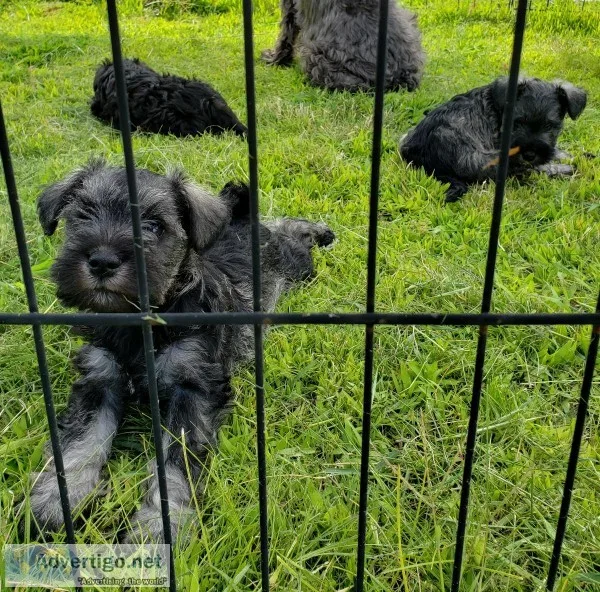 Mini Schnauzer Puppies for sale