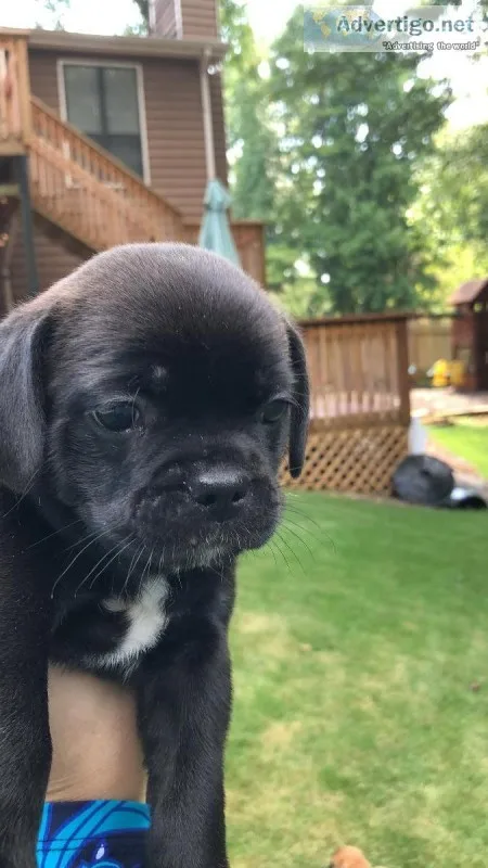 Royal French bulldogs ( Frenchie and King Charles spaniel)