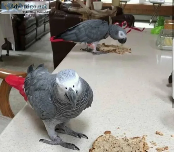 African Grey Parrot Tame N Talking Plus Cage
